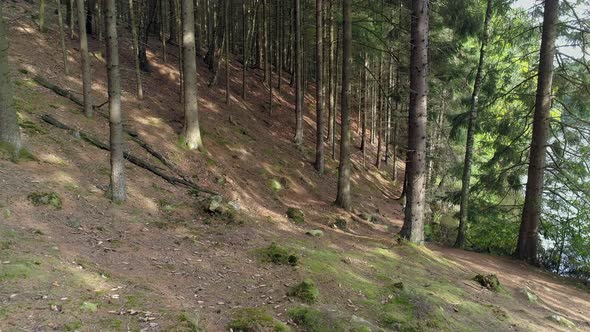 Drone Shot Flying Between Trees in Forest