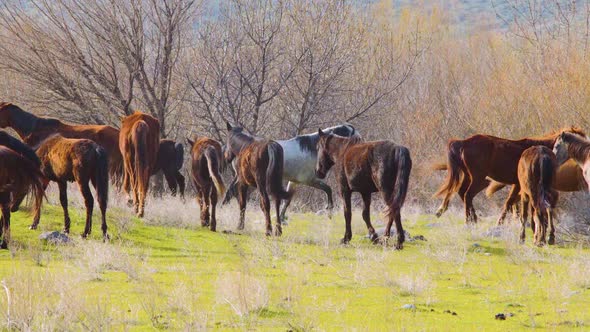 Herd of wild horses alt