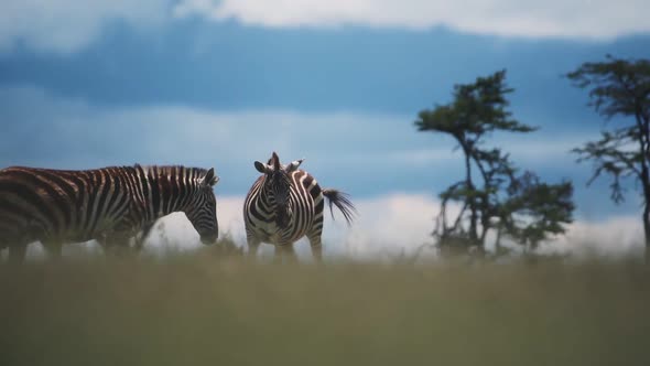 A Group Of Zebra Walking Around The Grassland In El K Safari In Kenya Under The Warm Weather. -wide  alt
