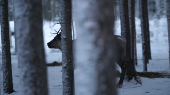 Beautiful Female Deer Running Around in a Pine Forest in Finland in Slow Motion