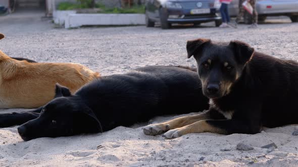 Pack of Homeless Dogs Lie on the Street. Four Guard Dogs on Car Parking alt