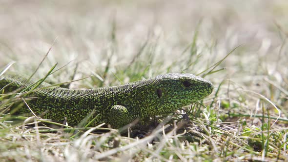 European Green Lizard (Lacerta Viridis) in the Grass Croatia