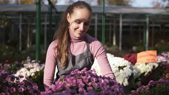 Young Woman in the Greenhouse with Flowers Checks a Pot of Chrysanthemum alt