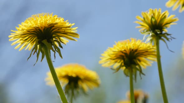Beautiful Taraxacum flower field natural background 4K 3840X2160 UHD footage - Lot of yellow dandeli alt