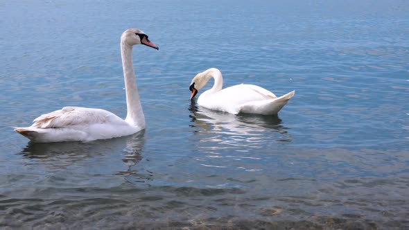 White swans swim in the sea near the shore alt