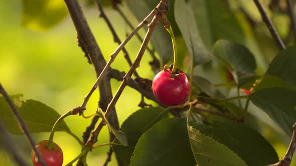 Cherry tree. Ripe red cherry among green leaves.