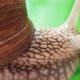 Garden Snail 8 - VideoHive Item for Sale