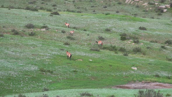 Wild Przewalski's Horses in Natural Habitat in The Tableland of Mongolia alt