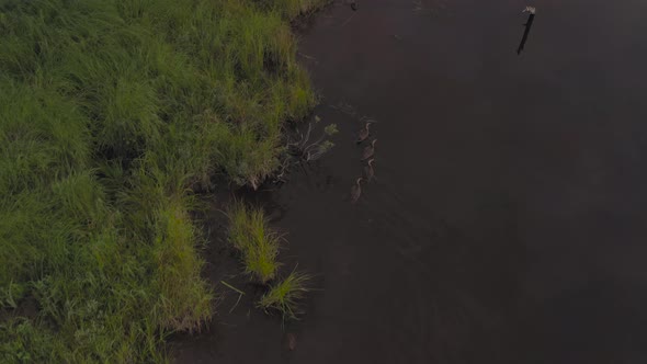 Female mallard and three young ducks swimming along river together tracking aerial alt