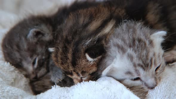 Close Up View of Three Little Kittens Recently Born Sleep Together in a Basket alt