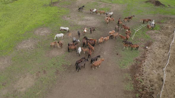 The Herd of Horses Returned From the Pasture