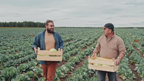 Farmers Carrying Boxes With Cabbage alt