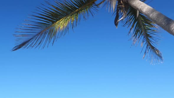 Coconut Palm Trees on Macao Beach with Stone Mountains, Nobody alt