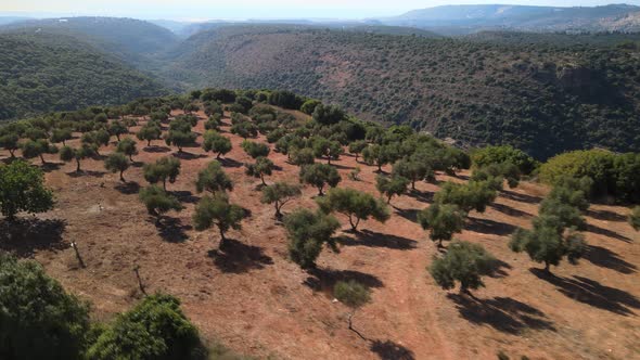 Green Valley Near Monfort Castle Ruins in Israel Aerial  Footage