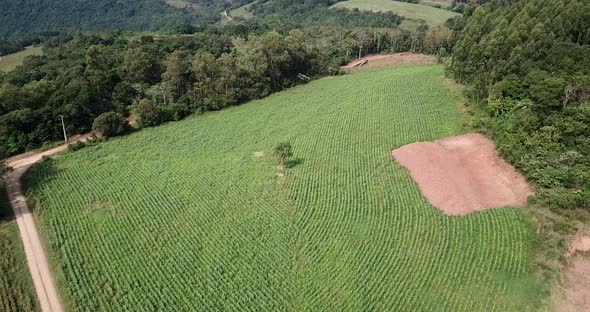   Sorghum Patch Aerial