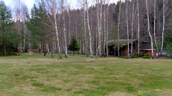 Big Dog Runs on Lawn Against Background of Birch Grove at Outdoors Party