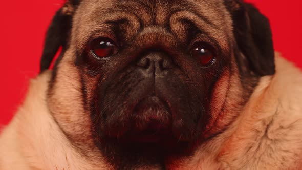 Cute Pug Dog on Red Background alt