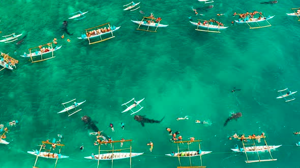 Oslob Whale Shark Watching in Philippines, Cebu Island. alt