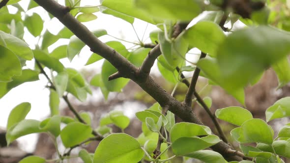 Green Leaves on Pear Tree for Texture Background