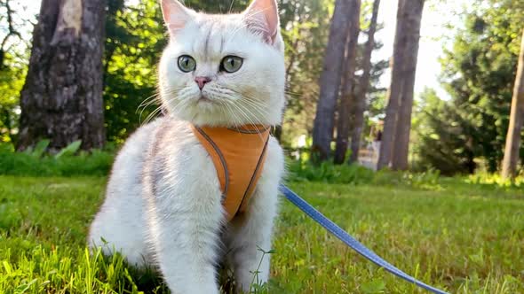 Charming British White Cat Sits on the Grass in an Orange Harness in the Summer