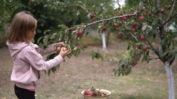 Child girl picks a ripe red apples from a tree branch