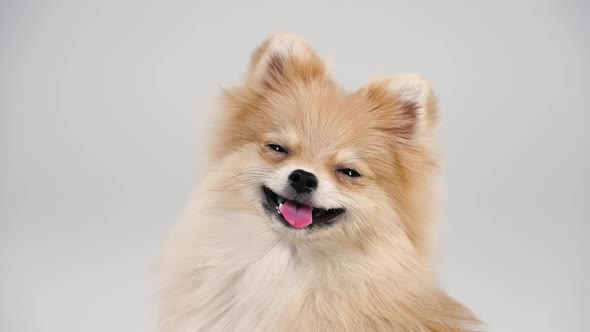 Portrait of a Dwarf Pomeranian with Expressive Bead Eyes and a Smile on Its Face alt