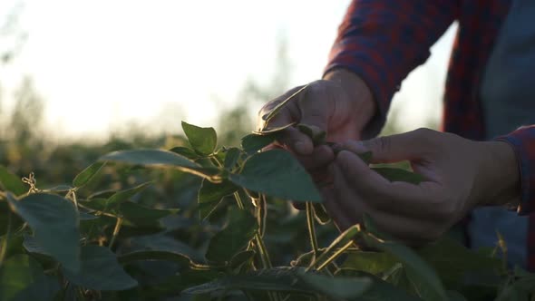 Green Leaves of Soy Bean in Hand. Slow Motion