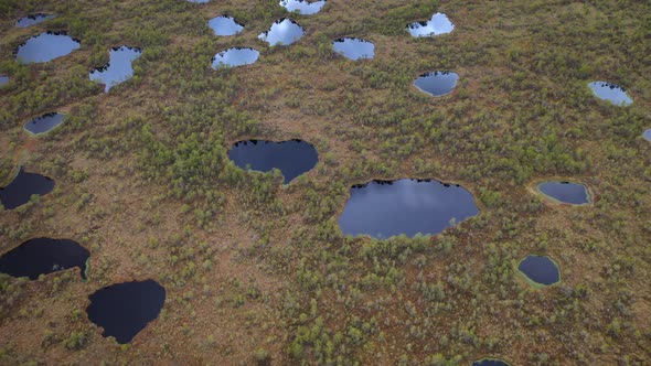 Flying Over Wild Nature with Huge Swamp at Sunny Summer Day