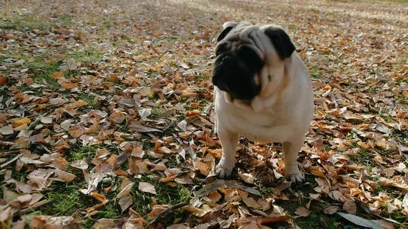 Funny Graceful Pug Dog Walking Through Fallen Yellow Leaves in the Park Forest Like Wild Animal alt