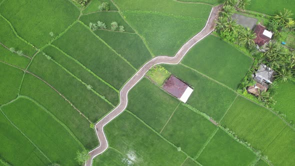 Aerial agriculture in rice fields alt