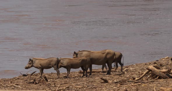 Warthog, phacochoerus aethiopicus, Adult and Youngs near the River, Samburu Park in Kenya alt