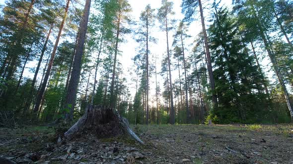 Time lapse of а stump and tall trees in a coniferous forest. Sunset behind the woods. alt