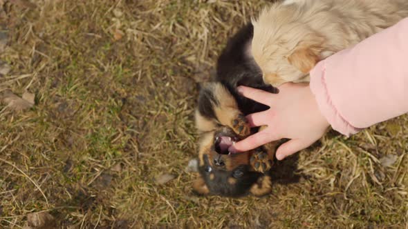 Child's Hand Playing with Puppies