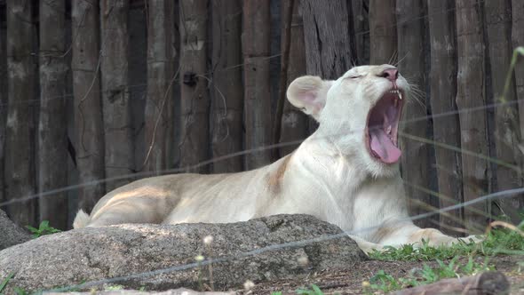 A big yawn from a tigress.