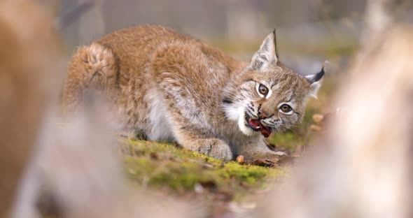 Close-up of a Cute Eurasian Lynx Cub Eating Meat in the Forest