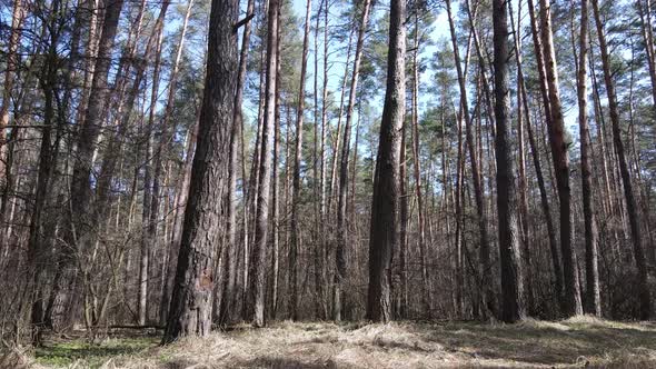 Trees in a Pine Forest During the Day Aerial View alt