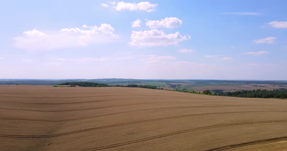 Countryside. Wheat Field
