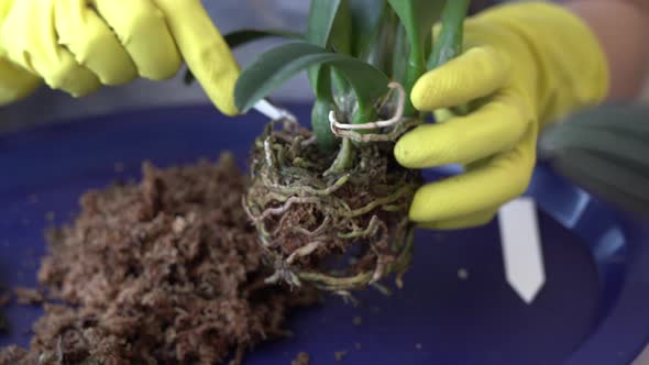 a Woman in Yellow Gloves Transplants Orchids