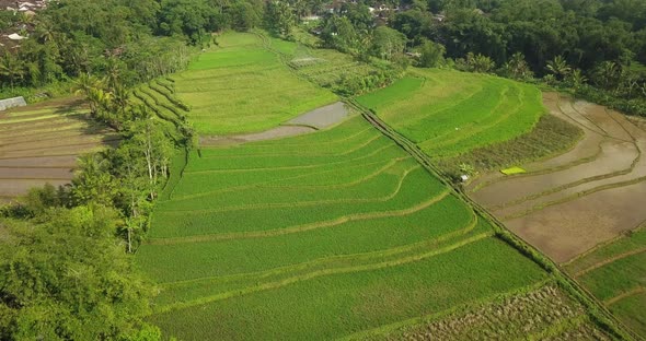 Aerial view of watery rice fields. Flight over of Tonoboyo village, Magelang, Indonesia. terraced Ri alt