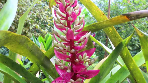 Heliconias Flower Purpure alt