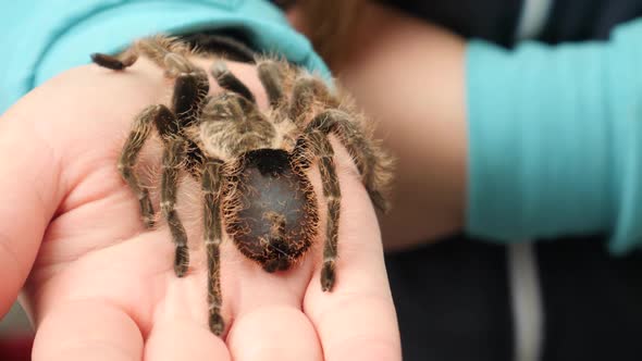 Large Spider Sitting on Female Hand