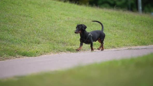 Dog running on a sidewalk in the park