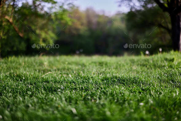 Green grass desktop screensaver, ecology and care for the environment ...