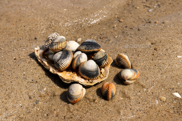Common cockles on the sand - edible saltwater clams
