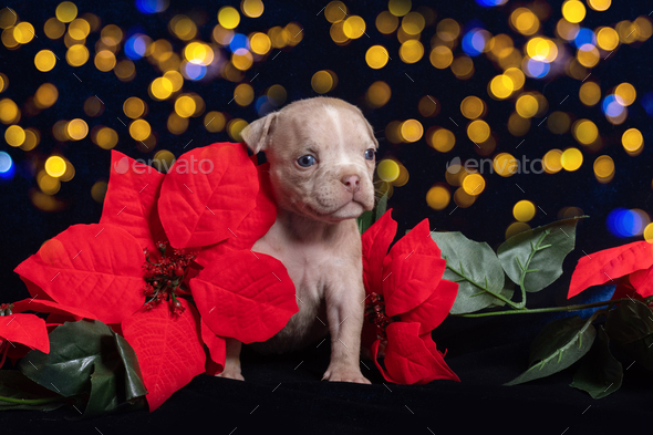 cute American Bully puppy next to Christmas red poinsettia flowers with a beautiful bokeh.
