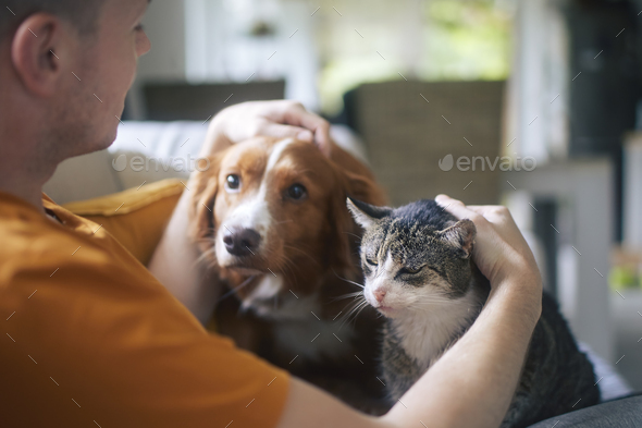 Pet owner stroking his old cat and dog together