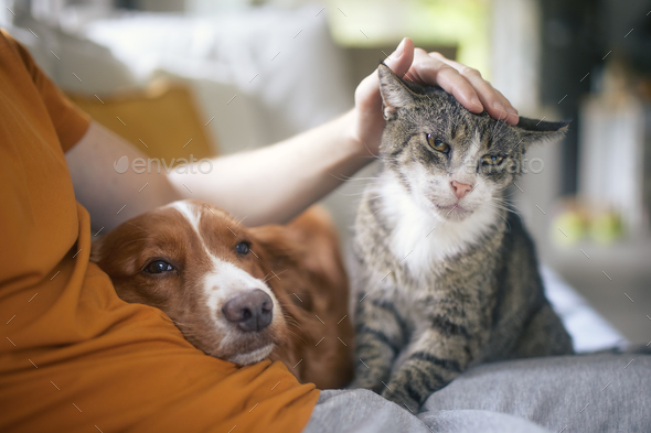Pet owner stroking his old cat and dog together