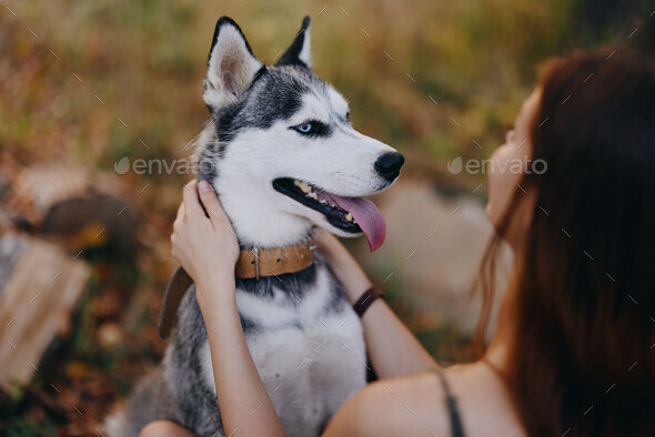 Woman and her husky dog happily playing outdoors in the park among the  trees smile with teeth in the Stock Photo by shotprime