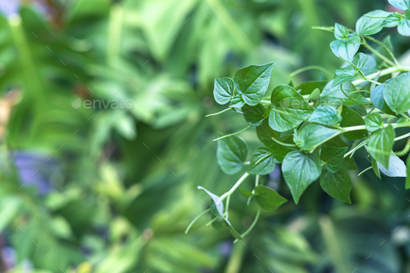 Close-up of Peperomia pellucida, or pepper elder, a shining bush plant - Stock Photo - Images