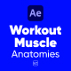 Workout Muscle Anatomies Pack For After Effects - VideoHive Item for Sale